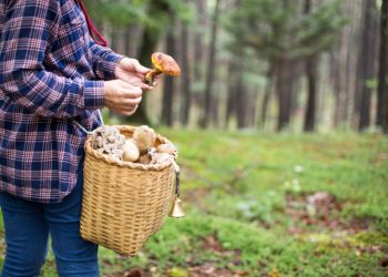 Gdzie na grzyby w Krakowie i Małopolsce - lista miejsc i lokalizacji