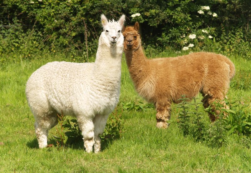Wioski Kraków - Alpaki. Atrakcje Krakowa i Małopolski