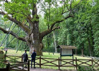 Dąb Bartek i inne atrakcje Zagnańska