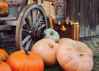 Farma dyniowa koło Krakowa