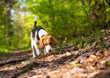 Gdzie się wybrać na spacer z psem w Krakowie i Małopolsce? Polecane miejsca!