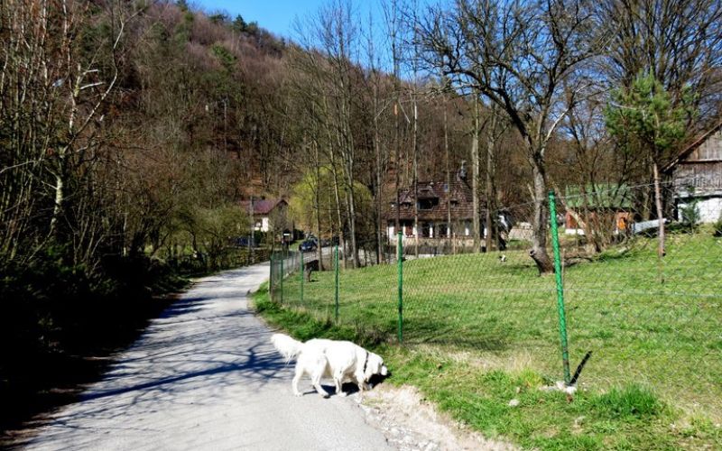 Zdjęcie przedstawia krajobraz doliny Będkowskiej, gdzie znajduje się pies
