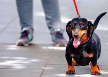 Kraków gdzie na spacer z psem