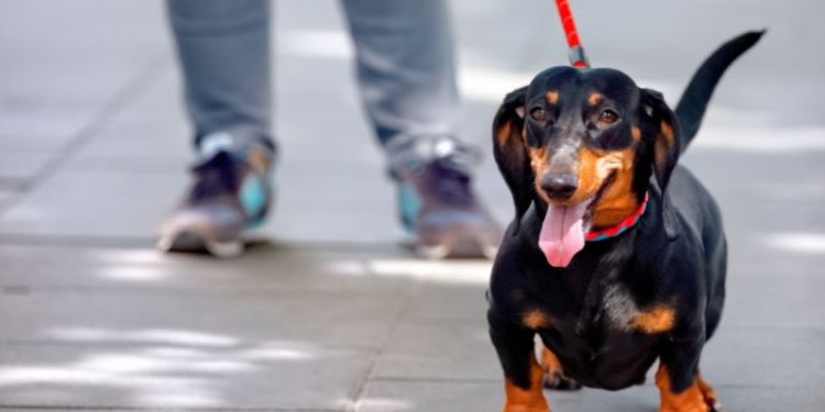 Kraków gdzie na spacer z psem