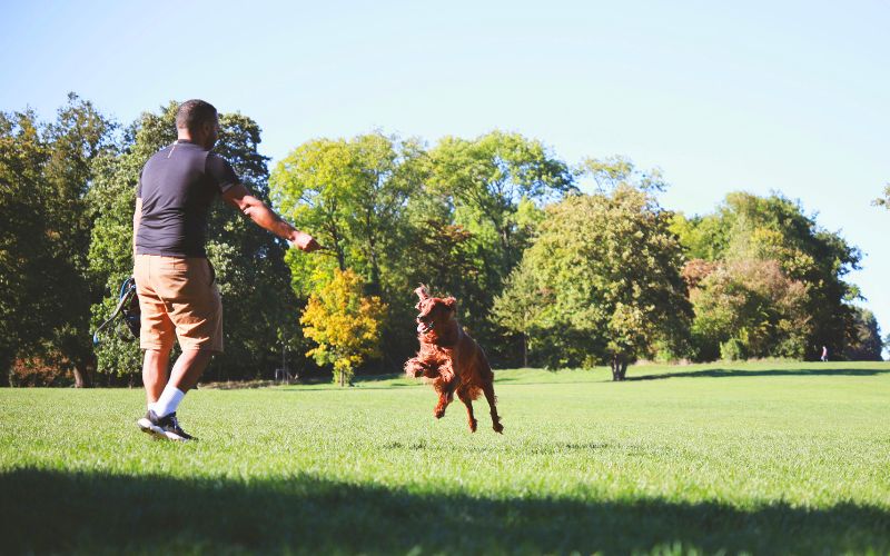 Zdjęcie przedstawia właściciela i psa, którzy biegają po parku