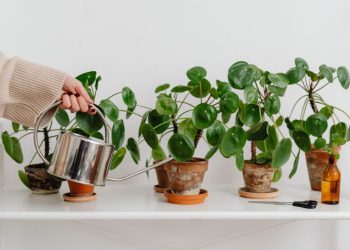 Zastosowanie wody gazowanej do roślin