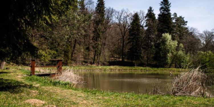 Las Bronaczowa i inne leśne oazy Kraków