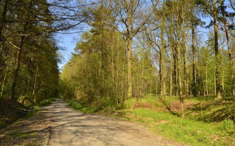 Zdjęcie przedstawia ścieżkę wśród drzew w lesie bronaczowa