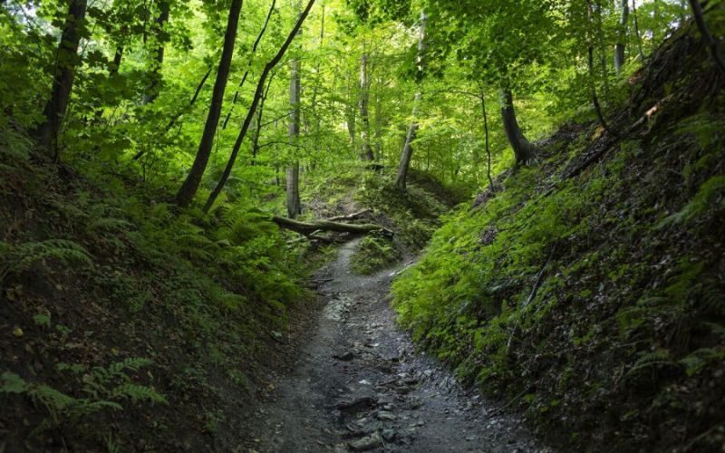 Zdjęcie przedstawia ścieżkę w lesie Wolskim wśród drzew