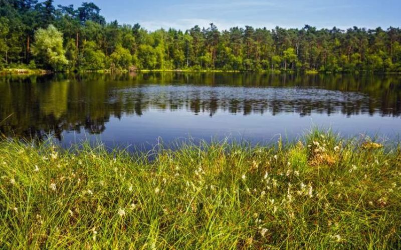 Zdjęcie na pierwszym planie przedstawia staw, w tle znajduje się las w Puszczy Niepołomickiej