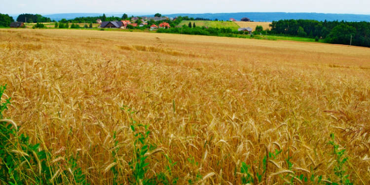 Różnice i charakterystyka gatunków zbóż
