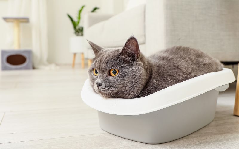 Zdjęcie przedstawia kota brytyjskiego krótkowłosego w mieszkaniu