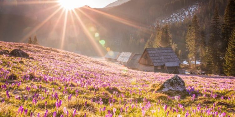Krokusy w Tatrach – kiedy i gdzie już za chwilę zacznie się wiosenny spektakl natury?