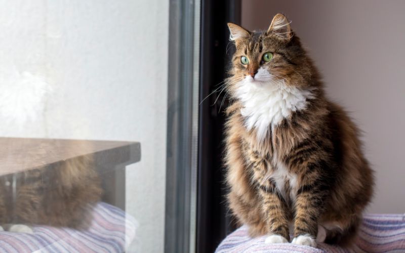 Zdjęcie przedstawia kota norweskiego leśnego, który patrzy przez okno