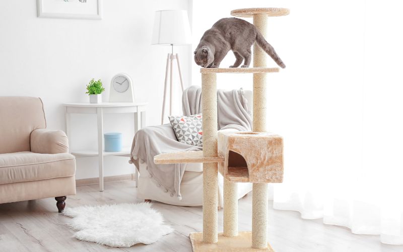 Zdjęcie przedstawia kota na drapaku w mieszkaniu