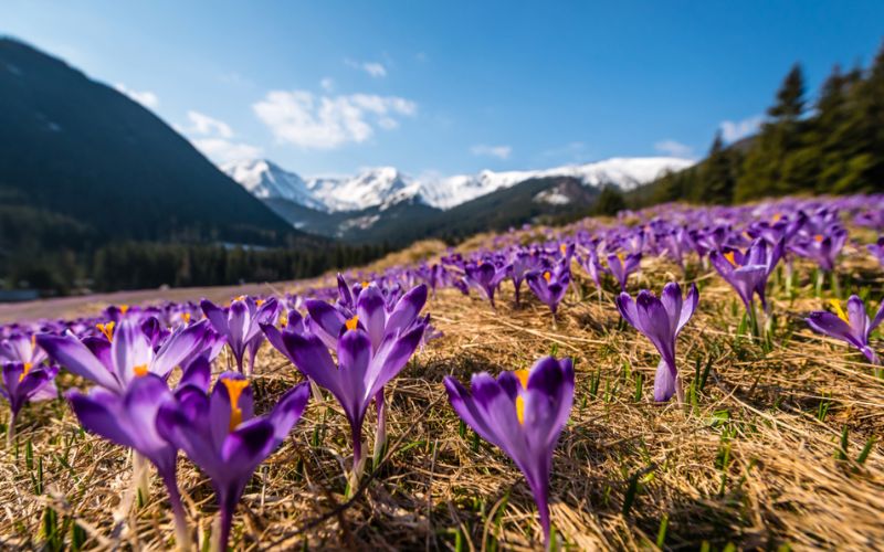 Krokusy Chochołowska