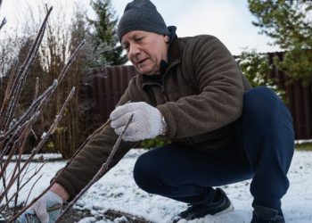 Luty w ogrodzie - co robić gdy zima jeszcze trzyma a wiosna już puka