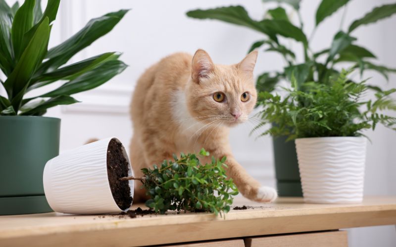 Zdjęcie przedstawia kota, który zrzucił doniczkę z kwiatem