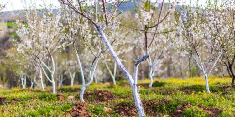 Bielenie drzew owocowych