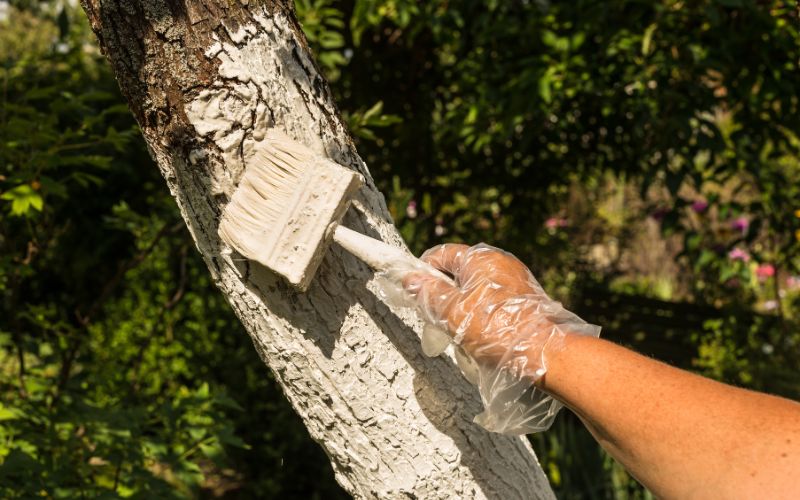 Zdjęcie przedstawia czynność bielenia drzewa przy użyciu pędzla