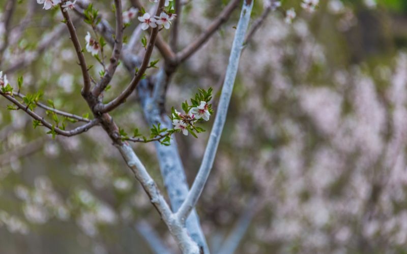Zdjęcie przedstawia wybielone drzewo w ogrodzie