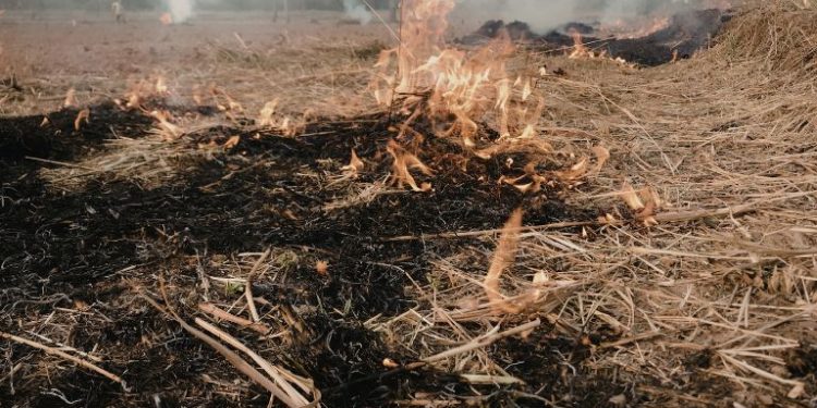 Wypalanie traw wiosną. Stary zwyczaj, który niszczy przyrodę i wciąż wraca