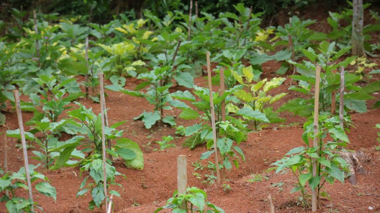 Rośliny w maju w ogrodzie