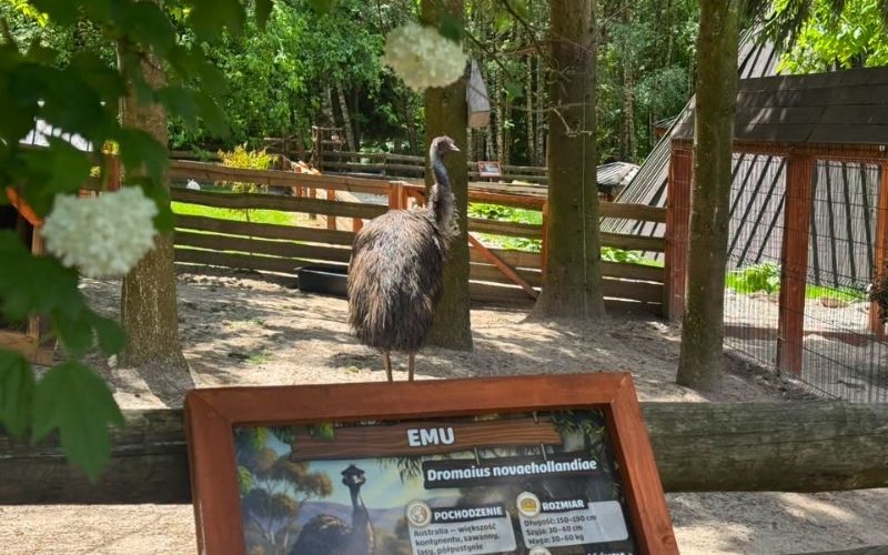 Farmy edukacyjne i mini zoo koło Krakowa. Gdzie pojechać z dzieckiem