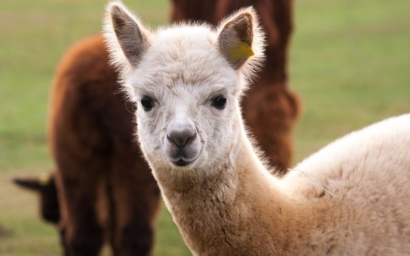 Farmy edukacyjne i mini zoo koło Krakowa. Gdzie pojechać z dzieckiem