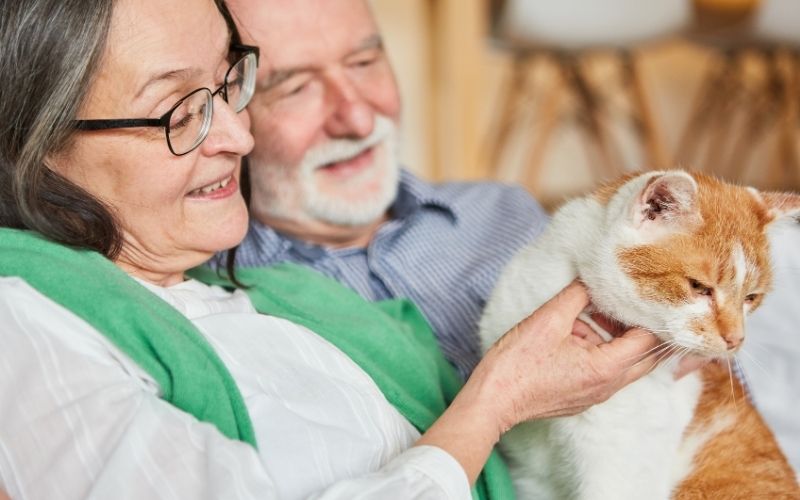 Kraków łączy seniorów ze starszymi zwierzakami. Rusza akcja „Senior dla Seniora”