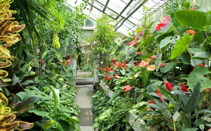 Ogród Botaniczny UJ przy ul. Kopernika - zielone alejki i roślinność w centrum Krakowa