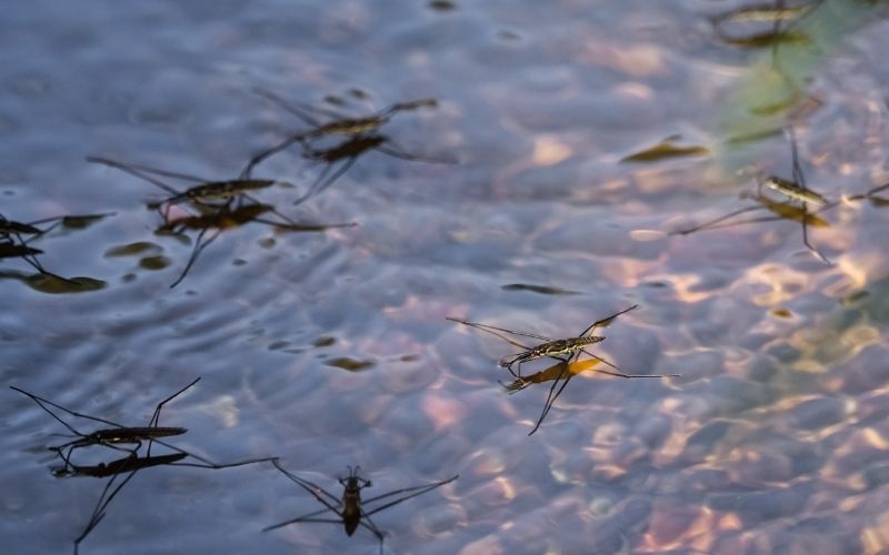 Owady nad Wisłą w Krakowie. Miasto wyjaśnia, skąd się wzięły