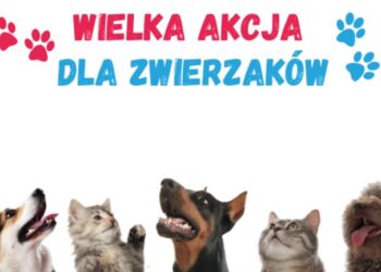 Pomóż bezdomnym psom i kotom. Biblioteka Kraków organizuje akcję wymiany darów na książki