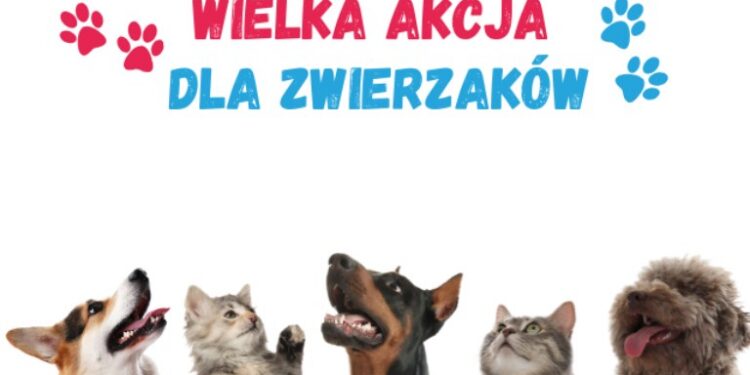 Pomóż bezdomnym psom i kotom. Biblioteka Kraków organizuje akcję wymiany darów na książki
