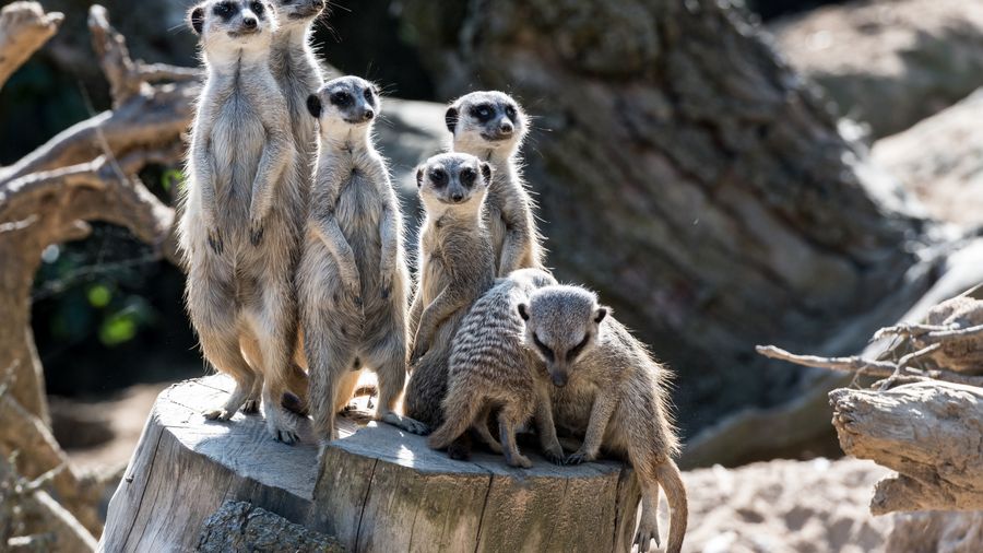 Krakowskie zoo